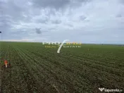 Plaja Corbu-Teren 4200mp. la numai 8 euro /mp. Soseaua asfal 