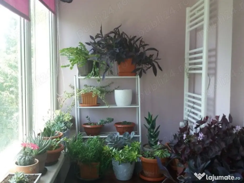 Apartament 4 camere zona Rahova