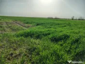 Teren investitie Cernica, Posta 