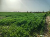 Teren investitie Cernica, Posta 