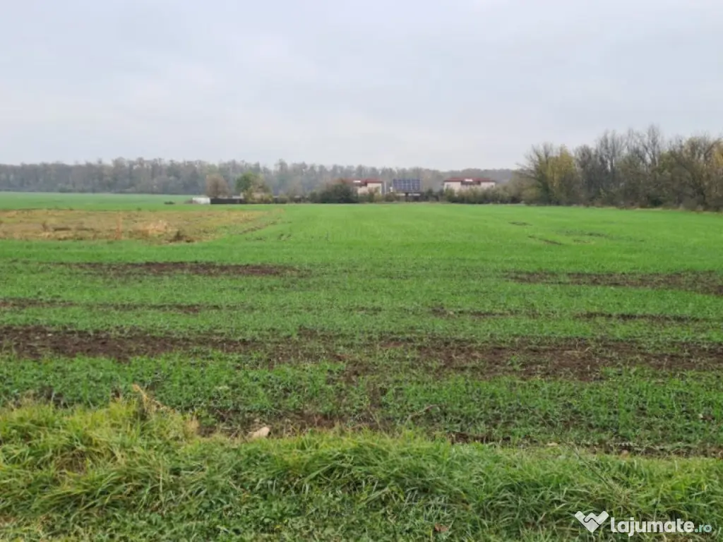 Teren Branesti -Romancierilor