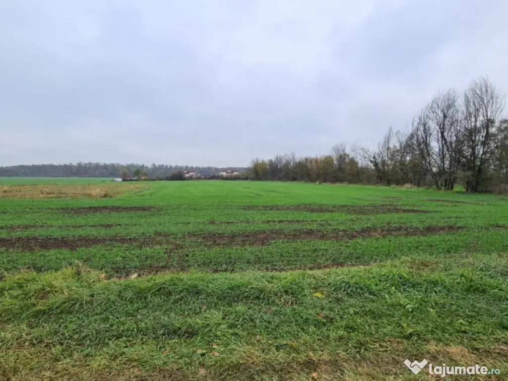 Teren Branesti -Romancierilor