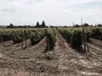 Teren de vanzre in Pitesti 53.000 mp + Conac Boieresc