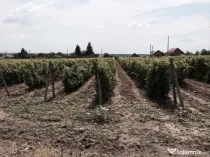 Teren de vanzre in Pitesti 53.000 mp + Conac Boieresc