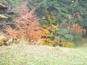 Busteni-Teren intravilan situat in Valea Alba in apropiere de partie 