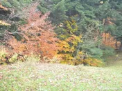 Busteni-Teren intravilan situat in Valea Alba in apropiere de partie 