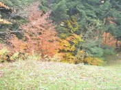 Busteni-Teren intravilan situat in Valea Alba in apropiere de partie 