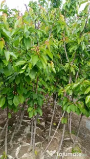 Taieri pomi fructiferi 