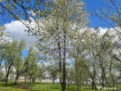 Teren, 48 ari, , cu casa batraneasca, Antoceni, Forasti, Suc 