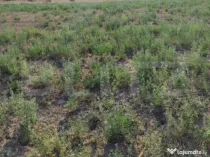 Teren intravilan Craiova, 400 mp, zona Releu