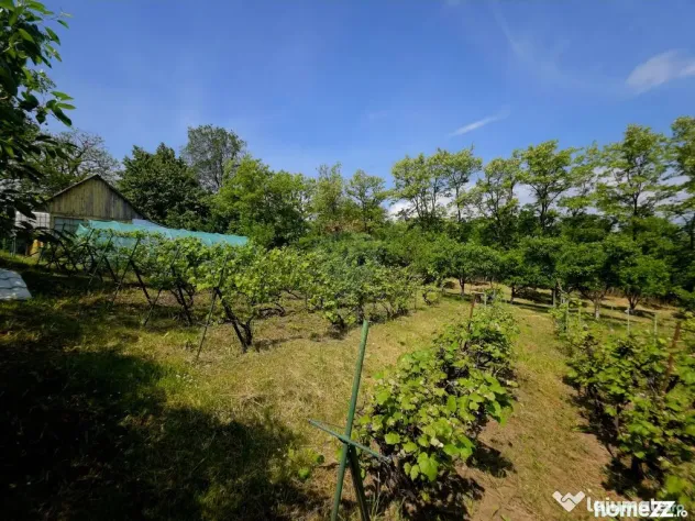 Teren intravilan 4,516mp Doina