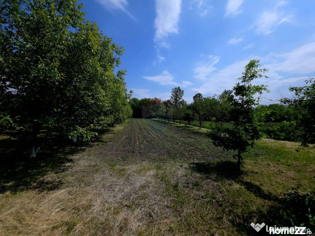 Teren intravilan 4,516mp Doina