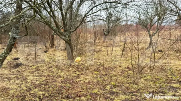 Teren extravilan de vanzare, Valea Budavului