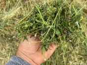 Baloti lucerna in Botosani infoliati (semifân) și fan eco.