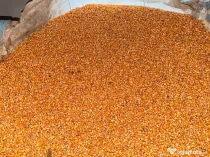 Porumb boabe de vânzare