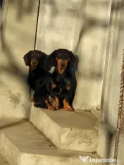 1 Fetita si 1 baietel rasa Teckel disponibili 