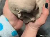 Vând cățel Chihuahua 
