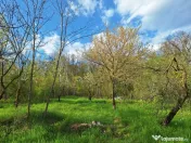 Moșia boierească din vârf de deal, Scorțeni - Prahova, c 