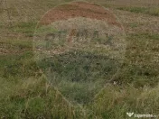 Teren extravilan 3000mp de vânzare la Sântion 