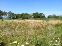 Teren intravilan Sacalaz