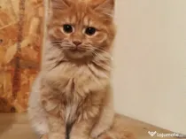 Pisica portocalie - persana/Garfield