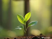 Servicii Funerare NON STOP in Bucuresti si Ilfov 