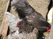 Oua incubat australorp negru, albastru 