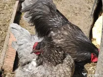 Oua incubat australorp negru, albastru