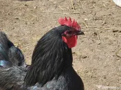 Oua incubat australorp negru, albastru 