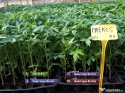 Rasad | Rasaduri Rosii Prekos Kalina Reyana Rila Bendida Kiveli 