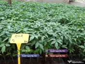 Rasad | Rasaduri Rosii Prekos Kalina Reyana Rila Bendida Kiveli 