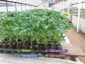 Rasad | Rasaduri Rosii Prekos Kalina Reyana Rila Bendida Kiveli 