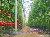 Rasad | Rasaduri Rosii Prekos Kalina Reyana Rila Bendida Kiveli 