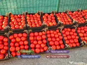 Rasad | Rasaduri Rosii Prekos Kalina Reyana Rila Bendida Kiveli 