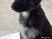 Donez pui de 5 luni metis de carpatin 