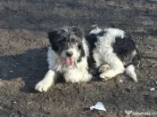 Donez pui de 5 luni metis de carpatin 