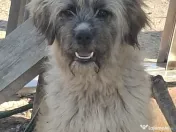 Donez pui de 5 luni metis de carpatin 