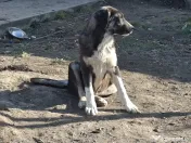 Donez pui de 5 luni metis de carpatin 