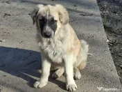 Donez pui de 5 luni metis de carpatin 