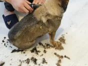 Masina Aparat Tuns Profesionala LED Lama Ceramica Acumulator Caini Pisici 