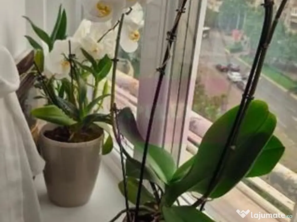 Vanzre apartament de 3 camere in zona Corneliu Coposu,metrou