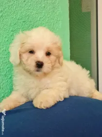 Bichon maltez masculi,puiuti,carnet de sănătate la zi