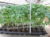 Vand rasaduri legume: Rasad de rosii / tomate castraveti ardei vinete 