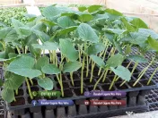 Vand rasaduri legume: Rasad de rosii / tomate castraveti ardei vinete 