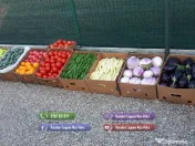 Vand rasaduri legume: Rasad de rosii / tomate castraveti ardei vinete 