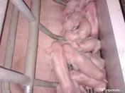 AFACERE LA CHEIE FERMA DE PORCI 