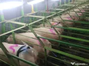 AFACERE LA CHEIE FERMA DE PORCI 