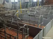 AFACERE LA CHEIE FERMA DE PORCI 