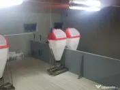 AFACERE LA CHEIE FERMA DE PORCI 