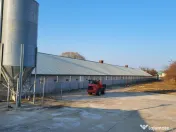 AFACERE LA CHEIE FERMA DE PORCI 